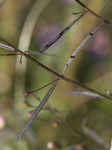 Slenderleaf false foxglove